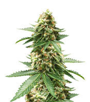Early Widow (Advanced Seeds)