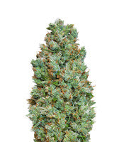 Auto Blueberry (00 Seeds)