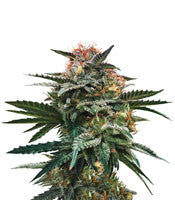 Blood Orange Sorbet (DNA Genetics)