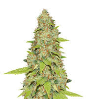 Auto Super Skunk (Auto Skunk) (Original Sensible Seeds)