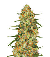 Five-O (Blackskull Seeds)