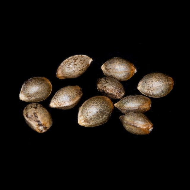 Pure Skunk Go Fast - 10+3 Seed