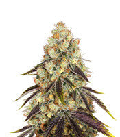 French Cookies (T.H. Seeds)