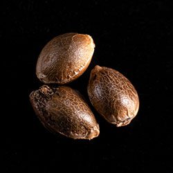 Gnomo Auto - 3+1 Seed