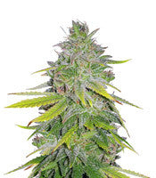 Gelato 41 (Seedstockers)