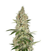 Gelato Sorbet (DNA Genetics)