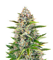 Gorilla Z Auto (Barney's Farm)