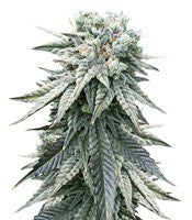 Grandaddy Purple (Big Head Seeds)