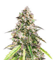 Fruit Punch Auto (Heavyweight Seeds)