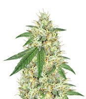 Headbanger Regular (Karma Genetics)
