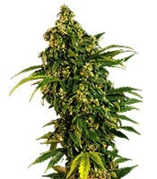 Auto MASS (Grass-O-Matic)