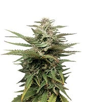 Blue Thai (Dinafem Seeds)