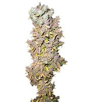 Northern Light (Nirvana Seeds)