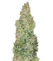 Smokin' Gun Auto (Dr. Krippling Seeds)