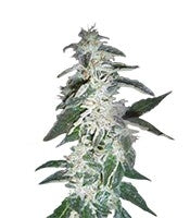 Alaskan Ice (GHS)