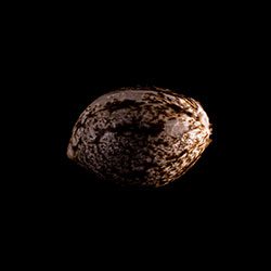 Russian Doll - 1 Seed