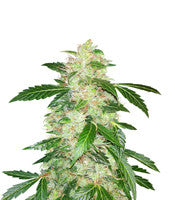 Big Bang Auto (GHS)