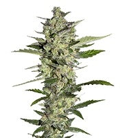 Flowerbomb Kush (Strain Hunters)