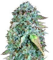 Serious Happiness regular (Serious Seeds)