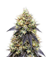 Josh D OG (Karma Genetics)