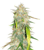 Julies Cookies (Big Head Seeds)