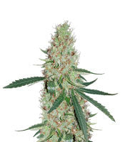 Exodus Kush (DNA Genetics)