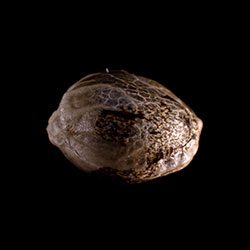 Speedy Boom Auto - 1 Seed