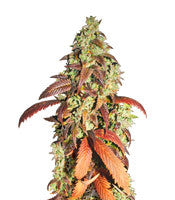 Kandy Kush (Reserva Privada)