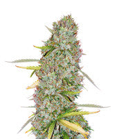 Kosher Dawg (DNA Genetics)