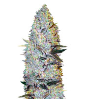 Amnesium (Victory Seeds)