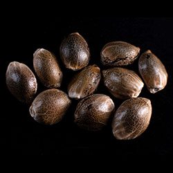 Kritic Auto - 10+3 Seed