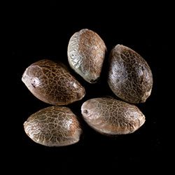 Dosidos Auto - 5+2 Seed