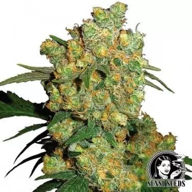 Big Bud