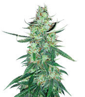 White Widow Autoflower (Seedstockers)