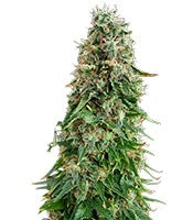 White Siberian (Dinafem Seeds)