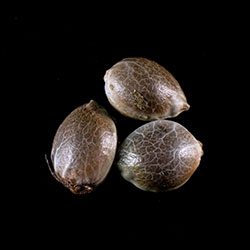 Mimosa Dream - 3+1 Seed