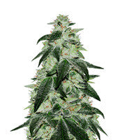 Gorilla (00 Seeds)