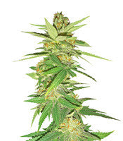 Sweet Bilbo (Genehtik Seeds)