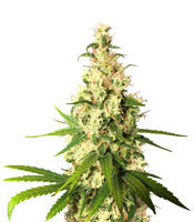 Pineapple Express (G13 Labs)