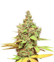 Matanuska Tundra aka Alaskan Thunderfuck (Sagarmatha Seeds)