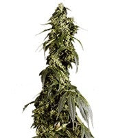 Arjan's Haze #1 (Green House Seeds)