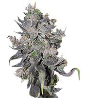 Blue Mystic Automatic (Nirvana Seeds)