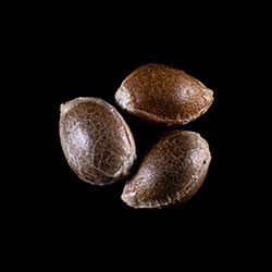 Dosidos - 3+1 Seed