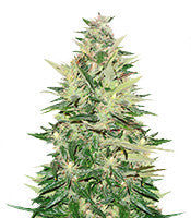 Pumpkin Kush regular (RQS)
