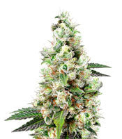 NYC Diesel regular (Soma Seeds)