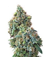 Kaya Gold (Nirvana Seeds)