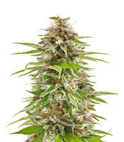 Sherbert Dab (Big Head Seeds)
