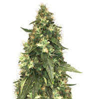 Northern Lights (Seedstockers)