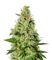 Old Dirty Biker regular (Karma Genetics)