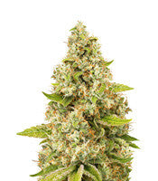 O.G. Kush (Seedstockers)